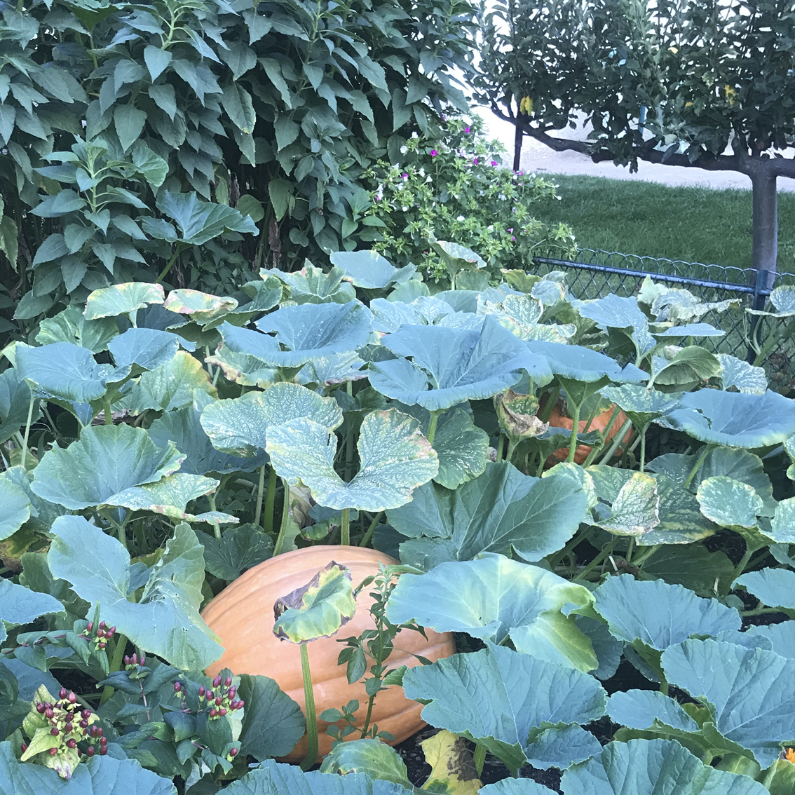 Jardin de Babylone - Citrouilles