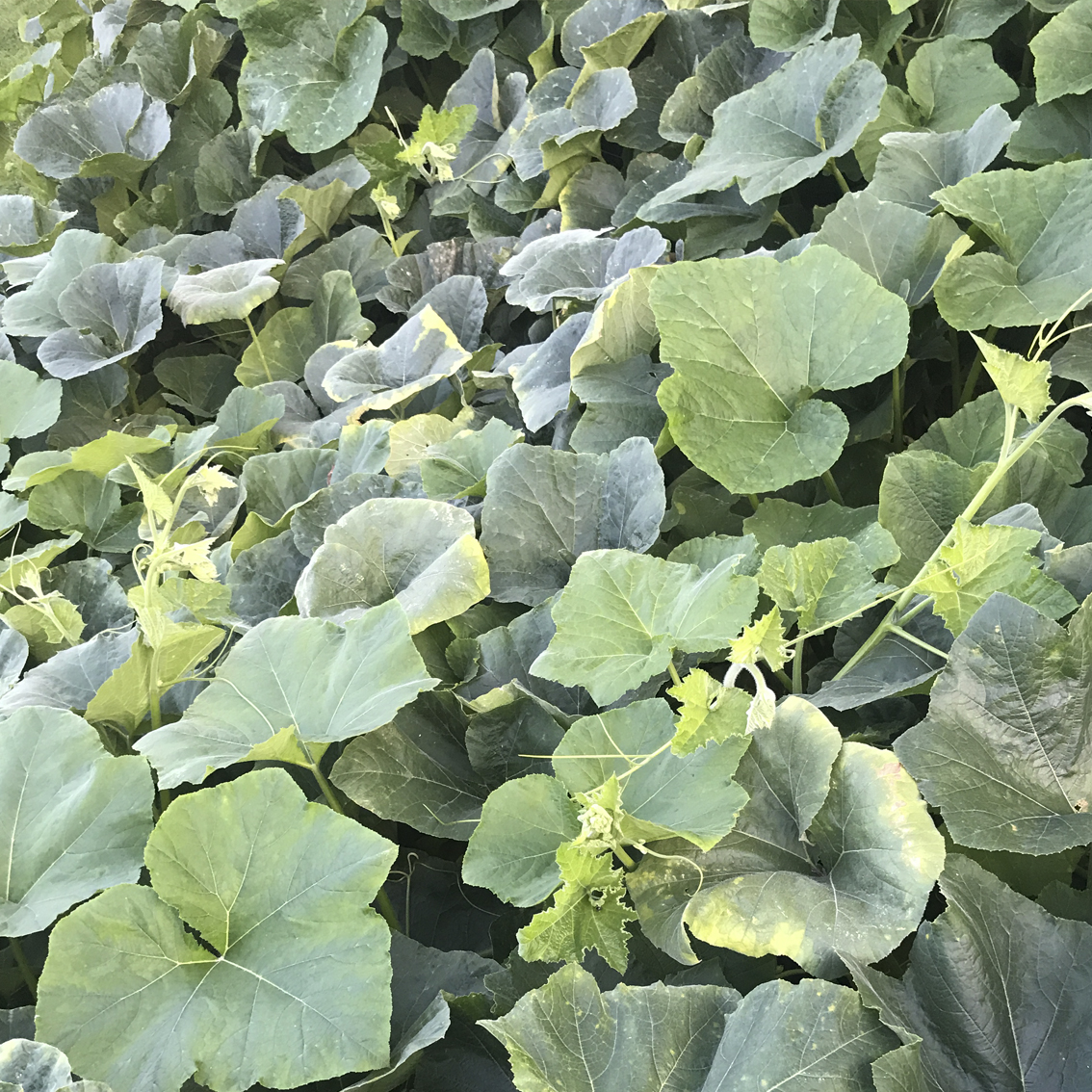 Jardin de Babylone - Feuilles de courgette